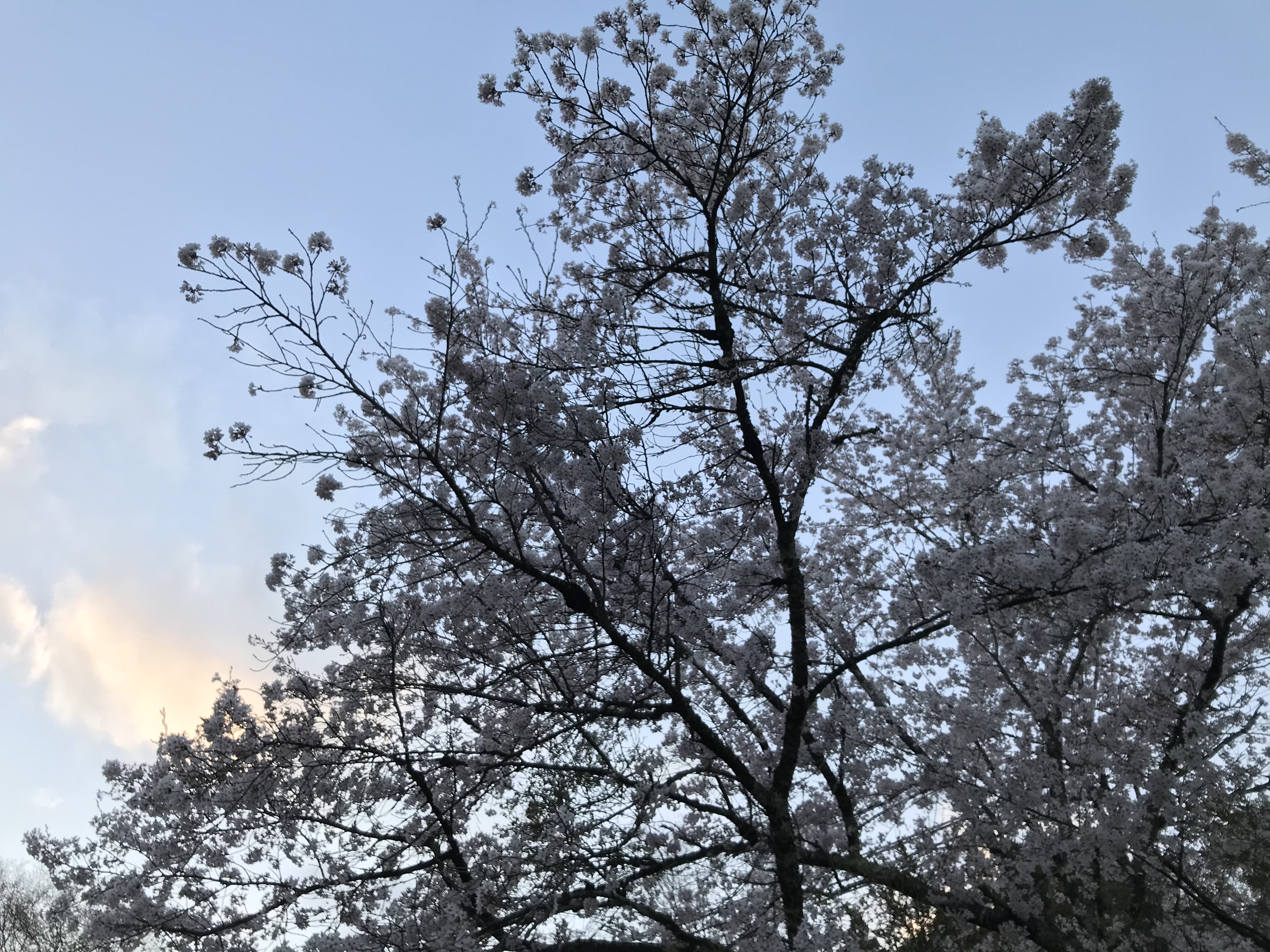 背景画像